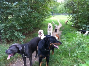 promenade canine dans le Bois de Vincennes