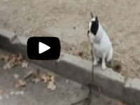 Promener son chien à Paris 