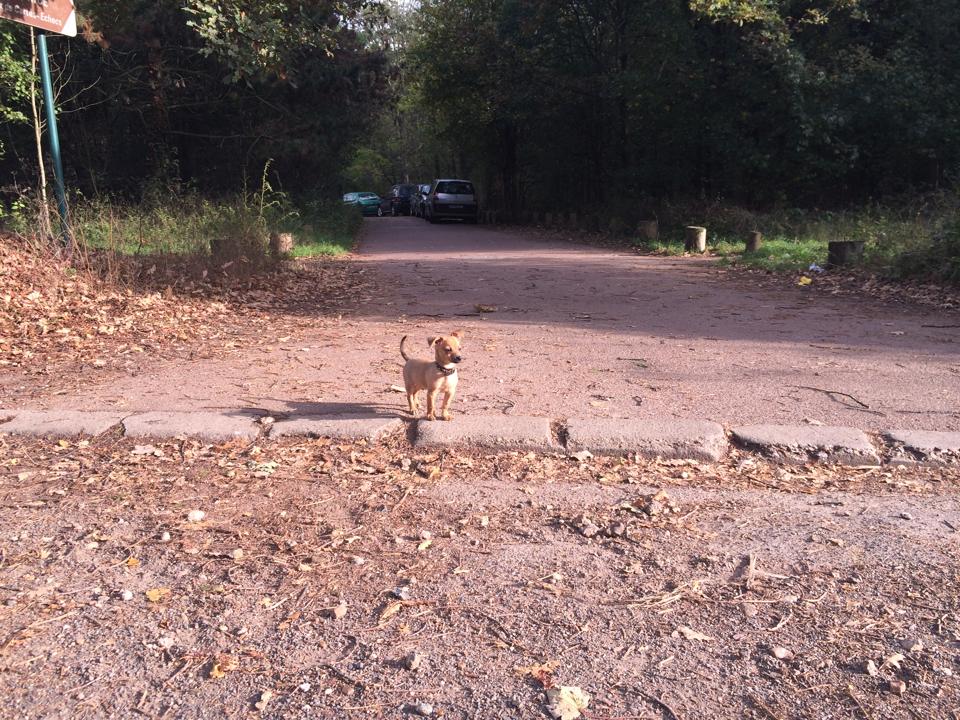 promenade de chien sans laisse en Ile de France