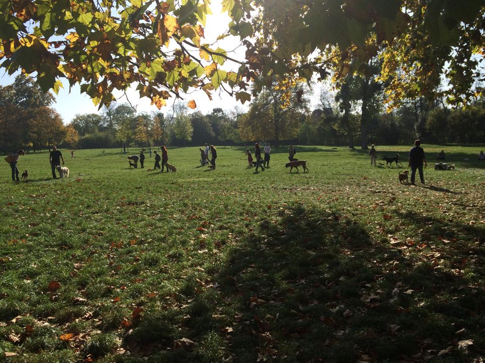 balade de chien dans un parc parisien