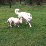 balade chien dans le 17ème arrondissement de Paris