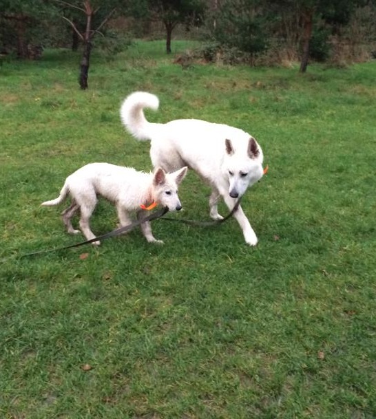 prix pour la balade de chien sur Paris