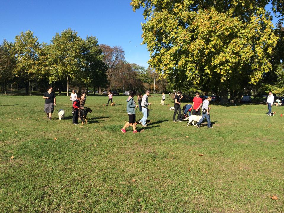 cours d'éducation canine au Bois de Vincennes
