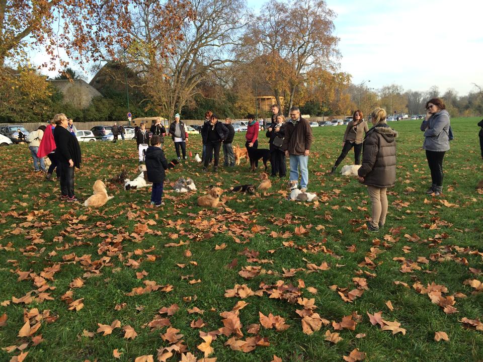 cours d'éducation canine dans le 94