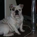 Pension Acte Chien
