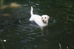 baignade dans le Bois de Vincennes