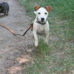 sortie canine dans le Parc de Vincennes