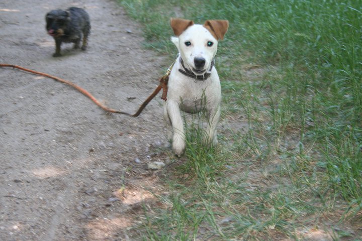 sortie canine dans le Parc de Vincennes