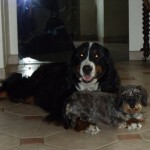 Pension Acte Chien
