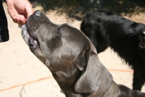 garde chien près de Paris