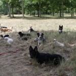 Education Canine au bois de Vincennes