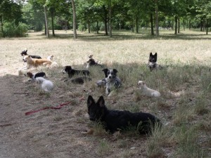 sortie canine au Bois de Vincennes