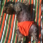 Djune en Vacances