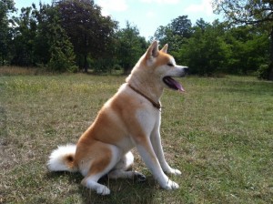 Les atouts de notre pension canine près du 5ème arrondissement de Paris