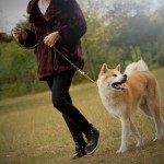 éduquer son chien