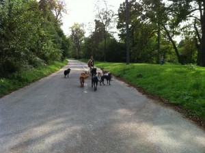 balade canine près de Montreuil