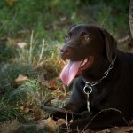 Education Canine au bois de Vincennes