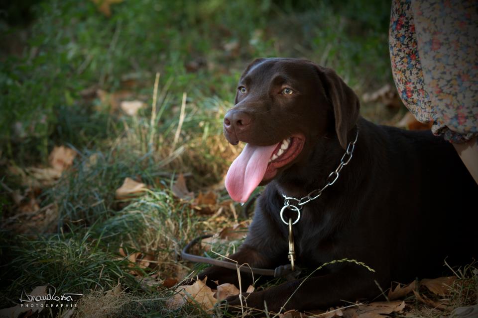 Education Canine au bois de Vincennes