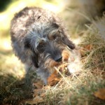comportement chien