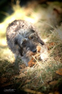 sortie de chien sur Charenton