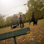 Comment dresser son chien ?