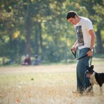 Dressage du chiot