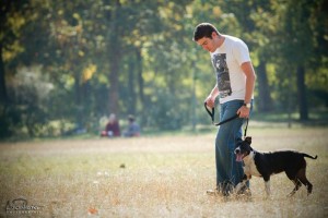 Dressage du chiot