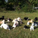 Dressage pour chien
