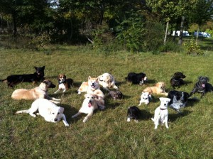 Dressage pour chien