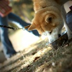 Dresser son chien