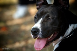 Une bonne solution pour promener votre chien dans le quartier Montmartre