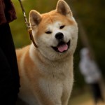 Education Canine au bois de Vincennes