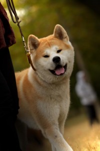 la promenade de votre chien en Ile de France