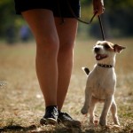dressage canin Paris