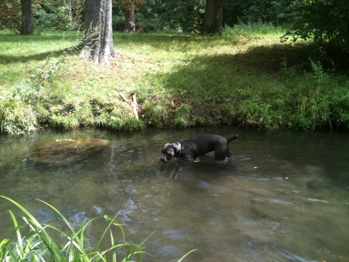 baignade de chiens sur Vincennes