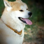 Education Canine au bois de Vincennes