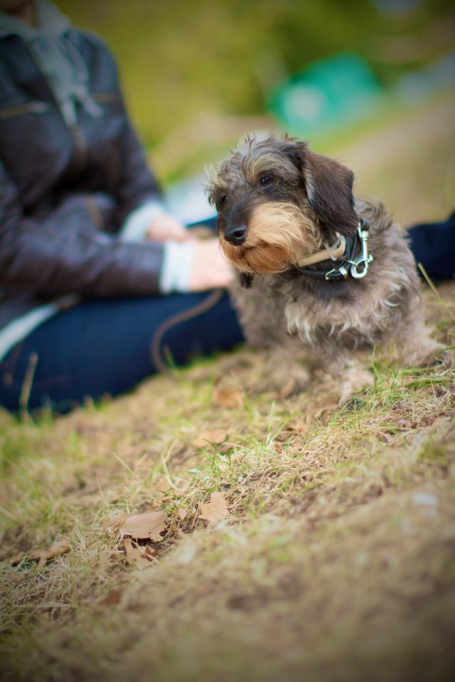 promenade d'un chien sur Paris