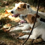 Cours éducation canine Paris