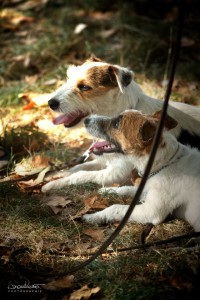 Cours éducation canine Paris