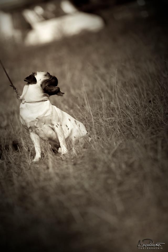 Pension canine Paris