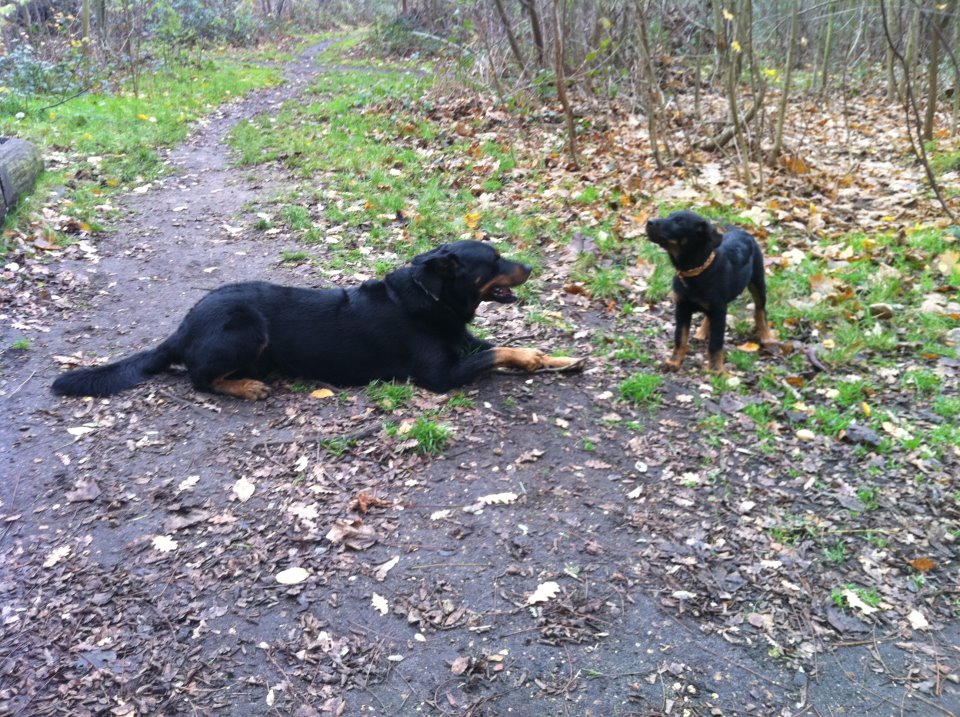 faites promener votre chien par un professionnel