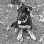 Eduaction canine au bois de Vincennes