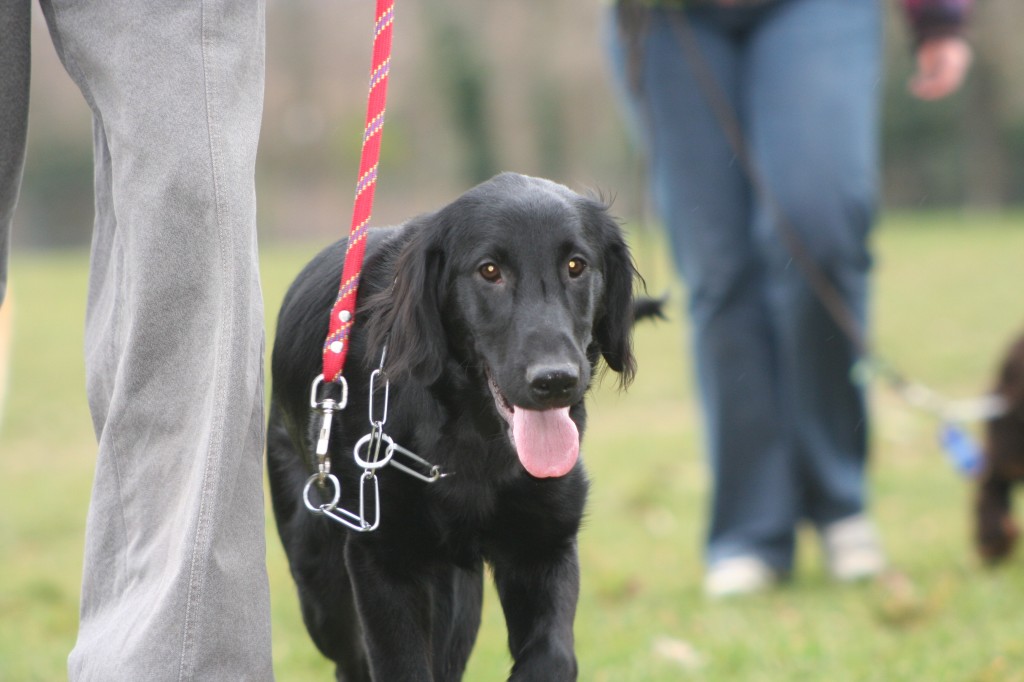 promenade chien vincennes