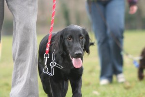 Pourquoi faire promener son chien dans le bois de Vincennes ?