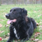 Education canine au bois de Vincennes