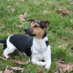 Education canine au bois de Vincennes