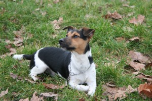 balade et pension canine sur Charenton le Pont