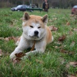 Education canine au bois de Vincennes