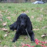 Education canine au bois de Vincennes