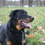 Education canine au bois de Vincennes